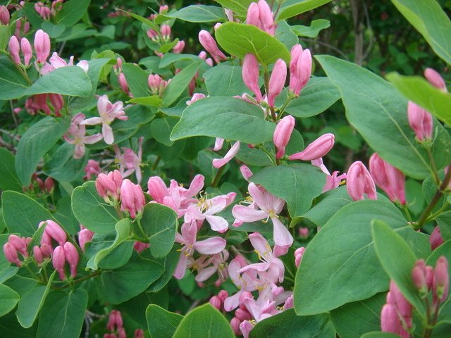 Lonicera tatarica P1A